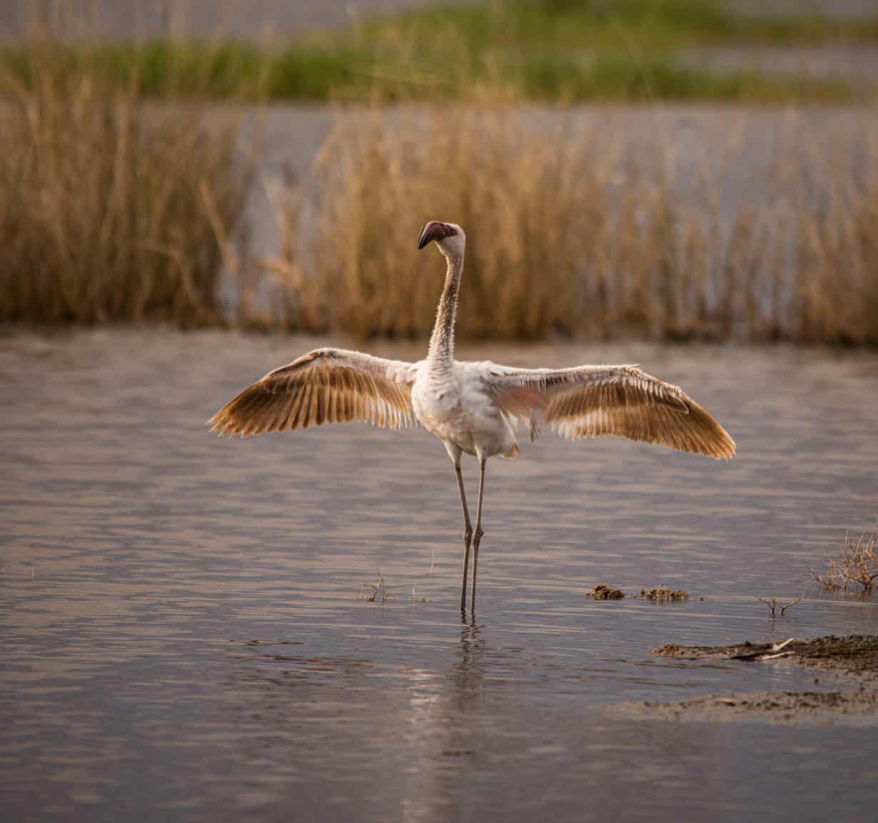 flamingo at lake nakuru