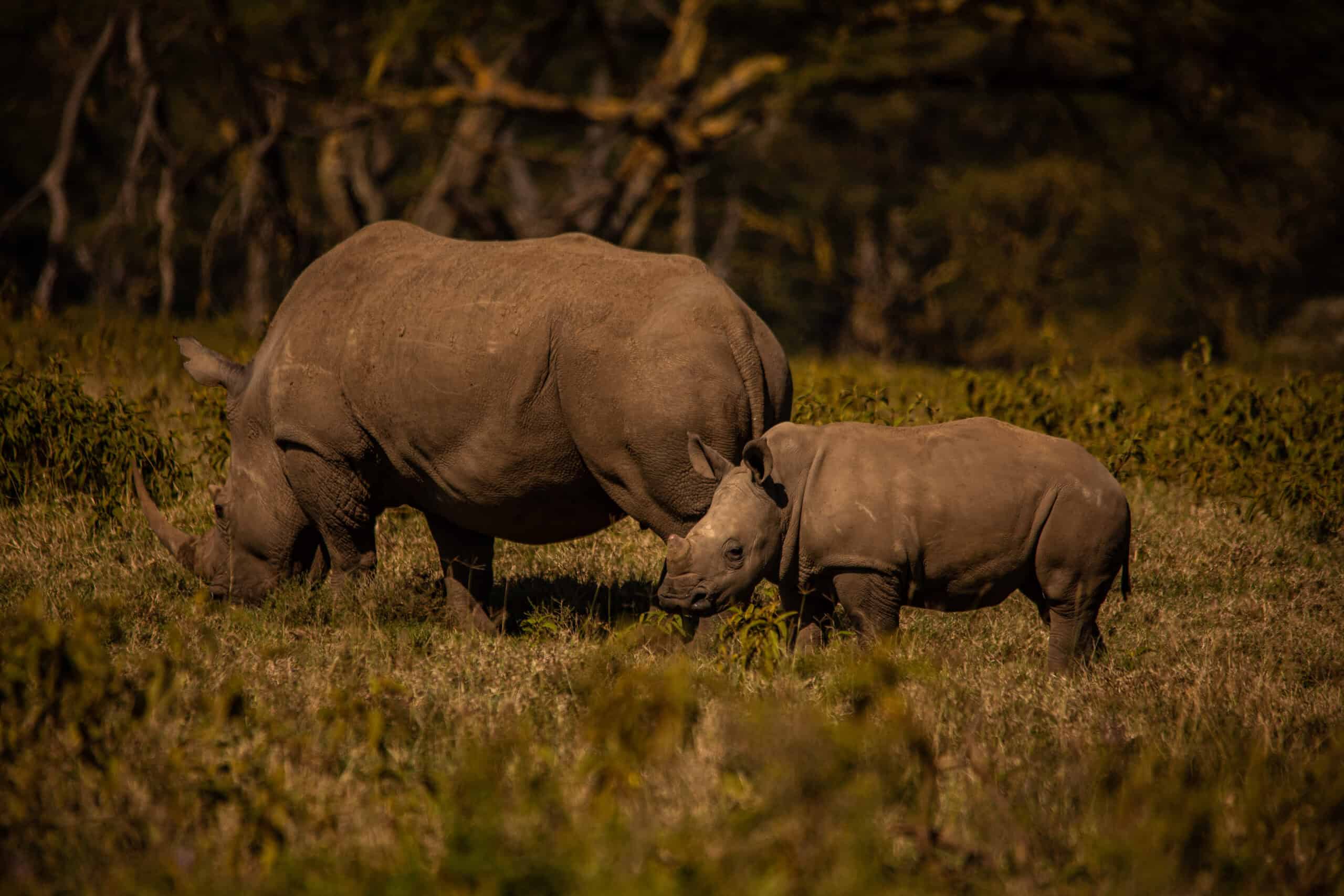 game drives at lake nakuru