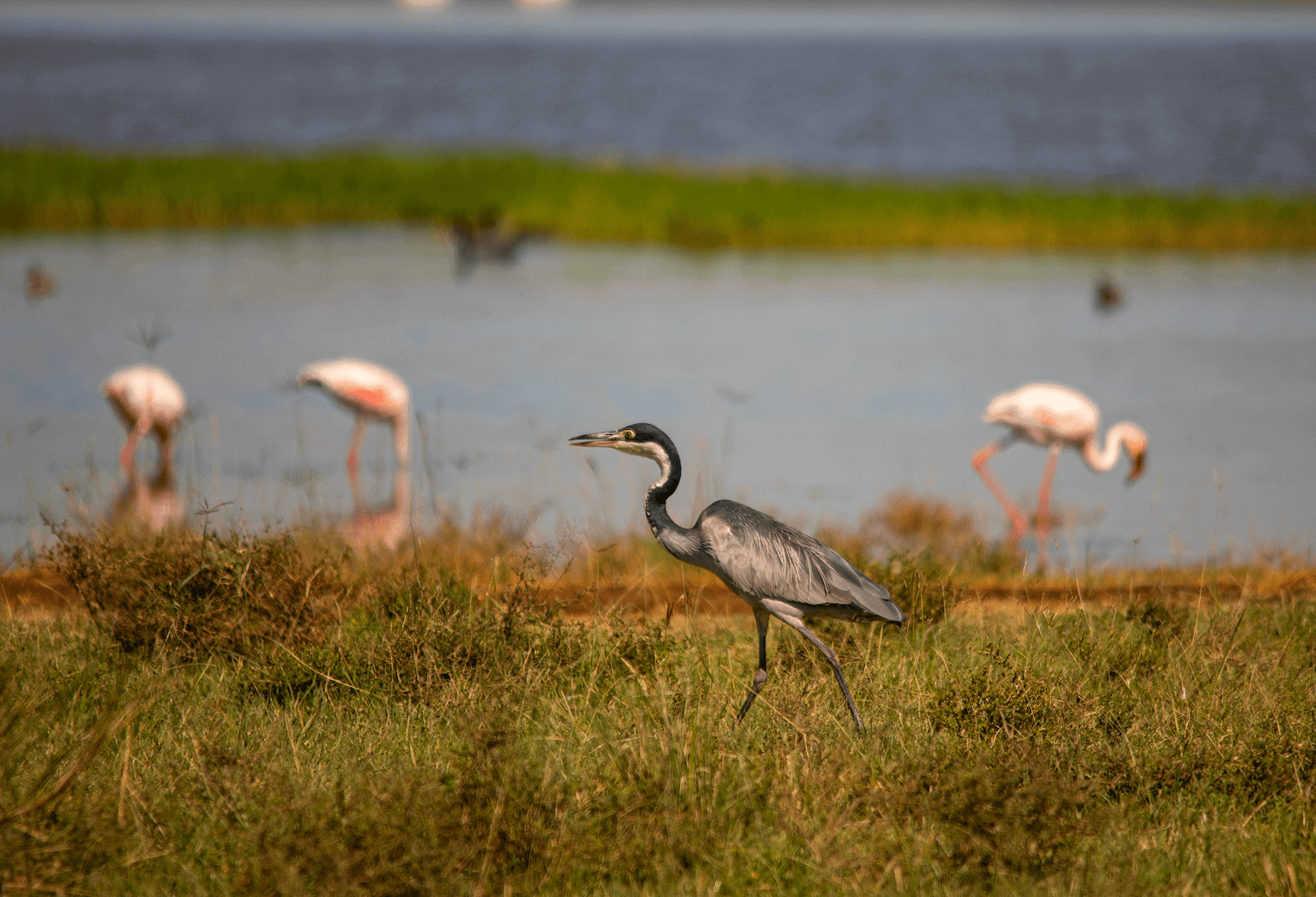 bird watching at the cliff camp - lake nakuru