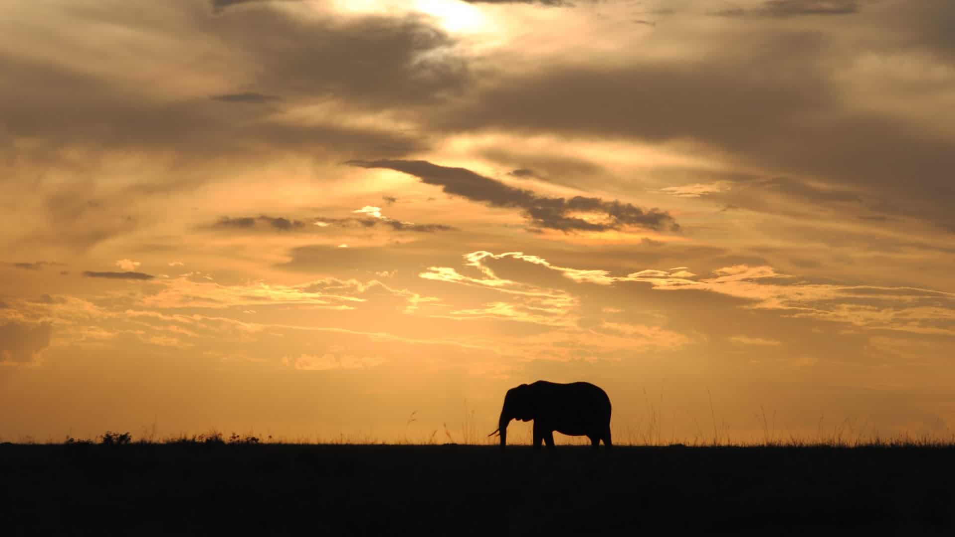 encounter maasai mara