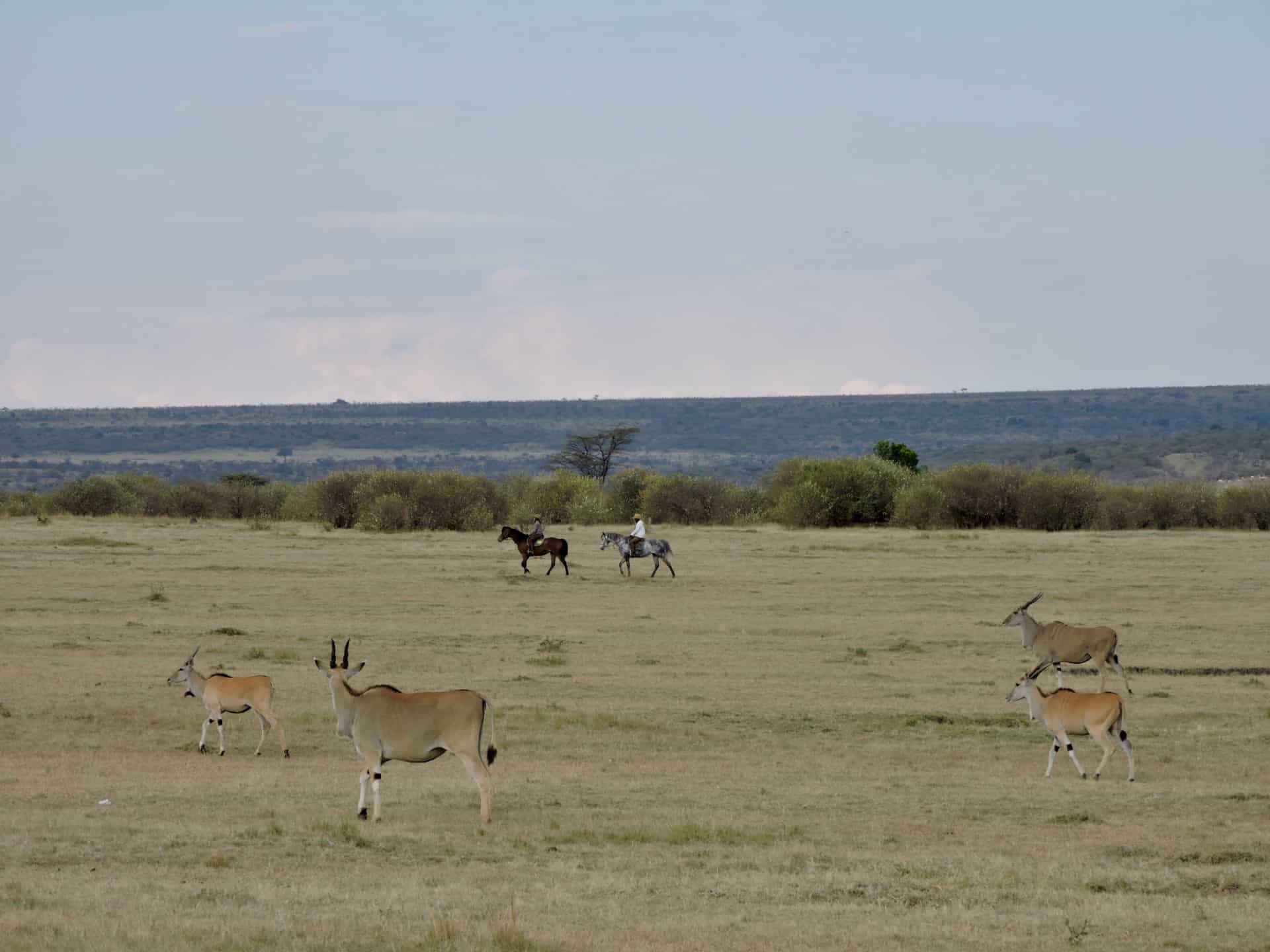 game viewing in maasai mara