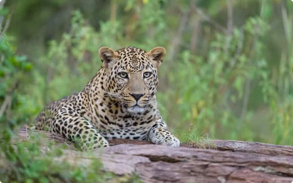 leopard