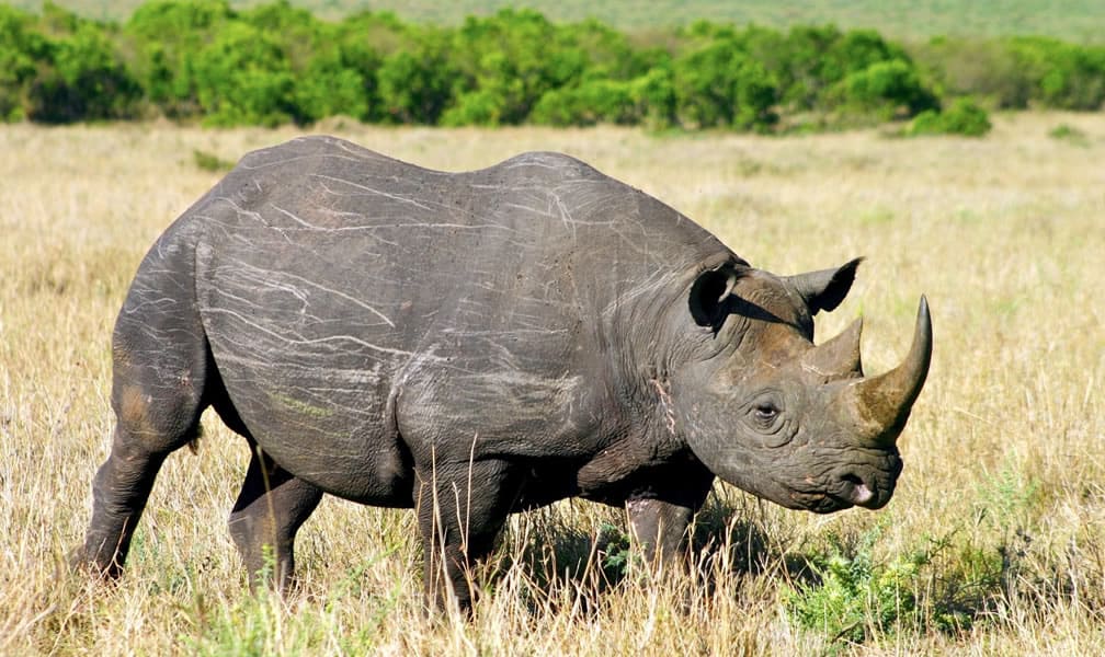 rhino