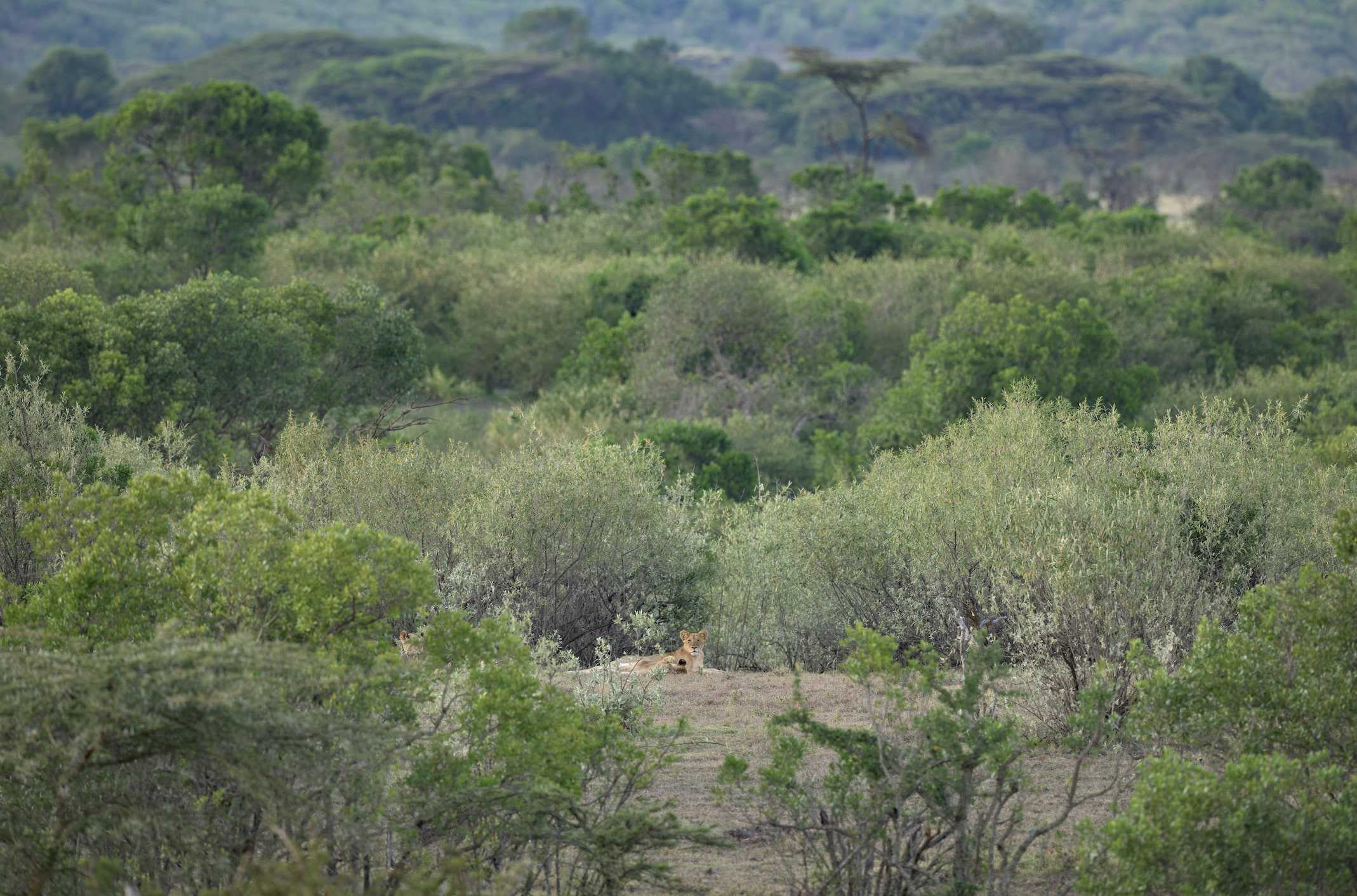 olerai conservancy lions